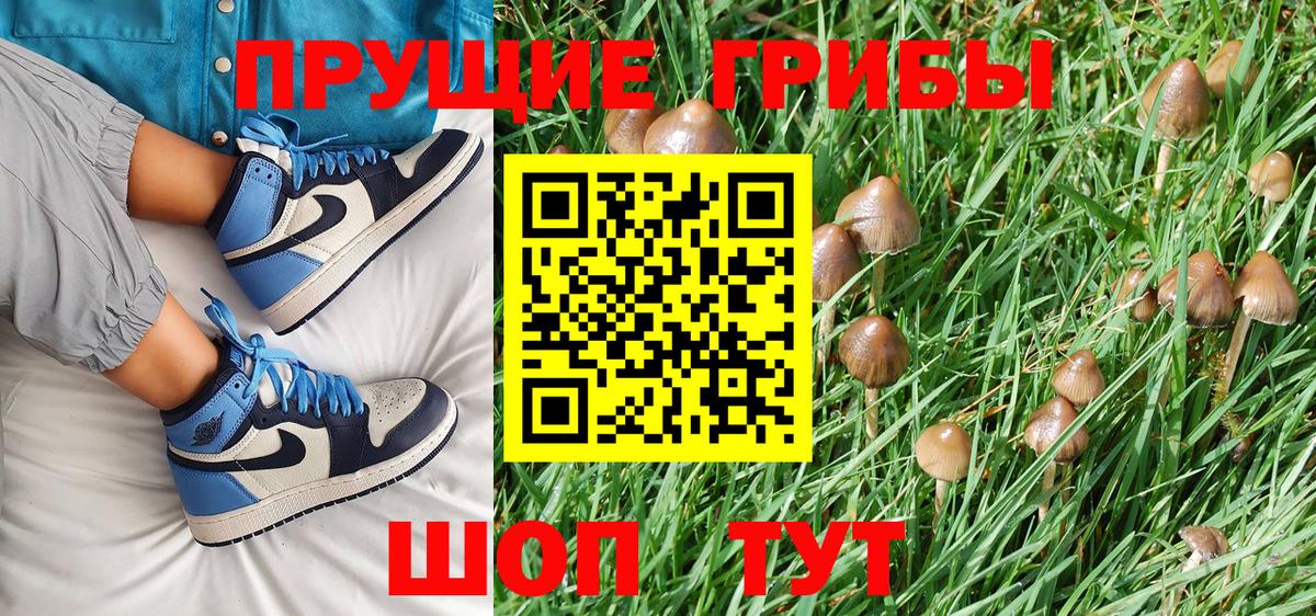 Галлюциногенные грибы Psilocybe Великие Луки